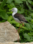 FZ006083 Slimbridge tropical house.jpg